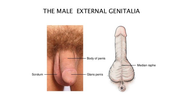 external structure the penis External structure the penis